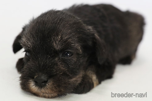 成約済の神奈川県のミニチュアシュナウザー-324673の1枚目